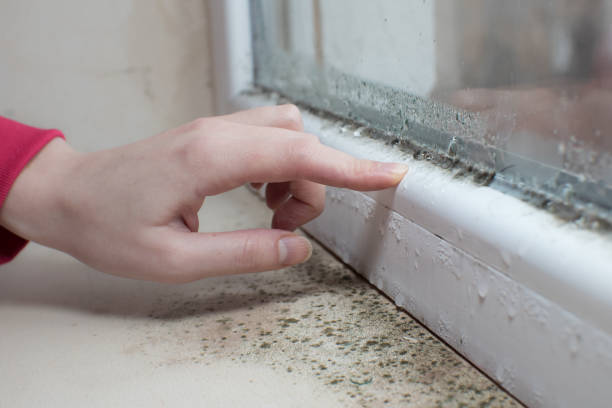Best HVAC Mold Inspection and Cleaning  in Athens, WV