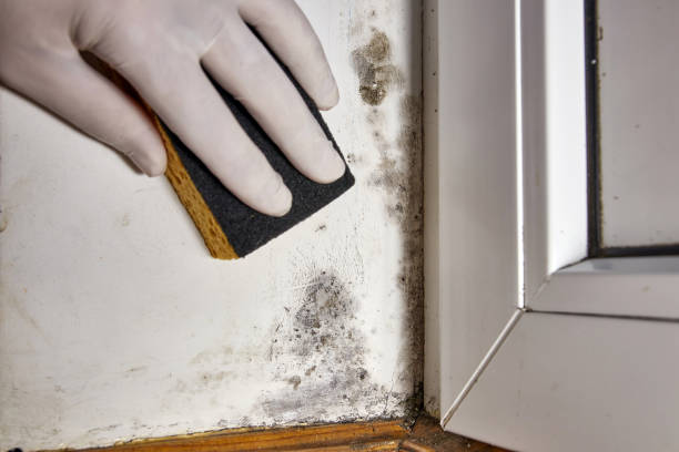 Best Mold Remediation for Healthcare Facilities  in Athens, WV